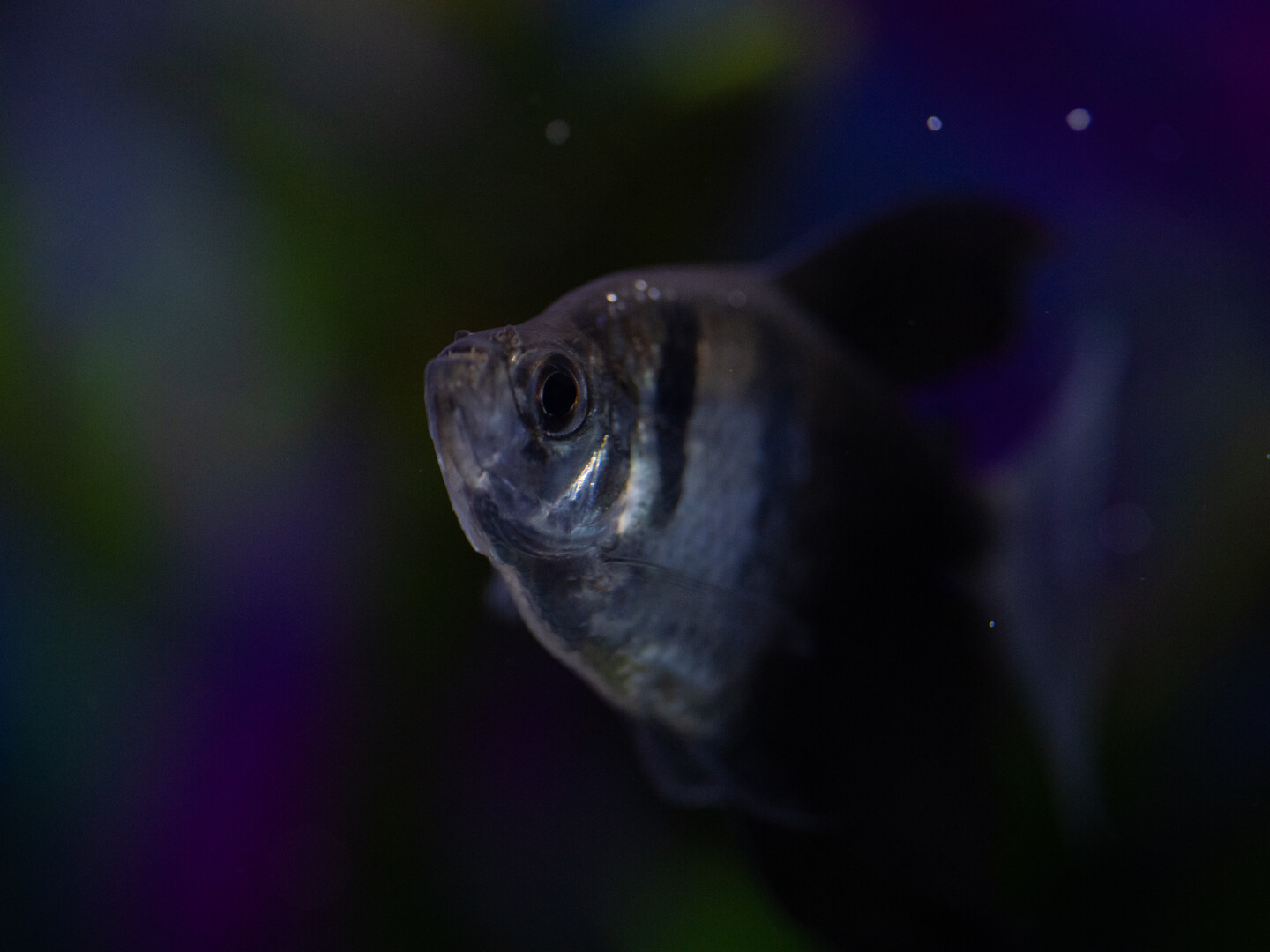 Close-up of a black skirt tetra facing left, with its round eye and dark shoulder bars in focus against a softly blurred aquarium background