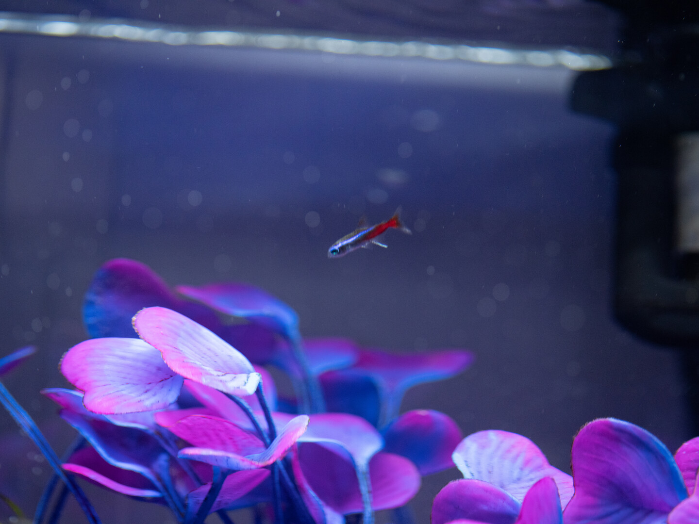 Neon tetra with an iridescent blue stripe and red rear band swimming above vivid magenta aquarium leaves
