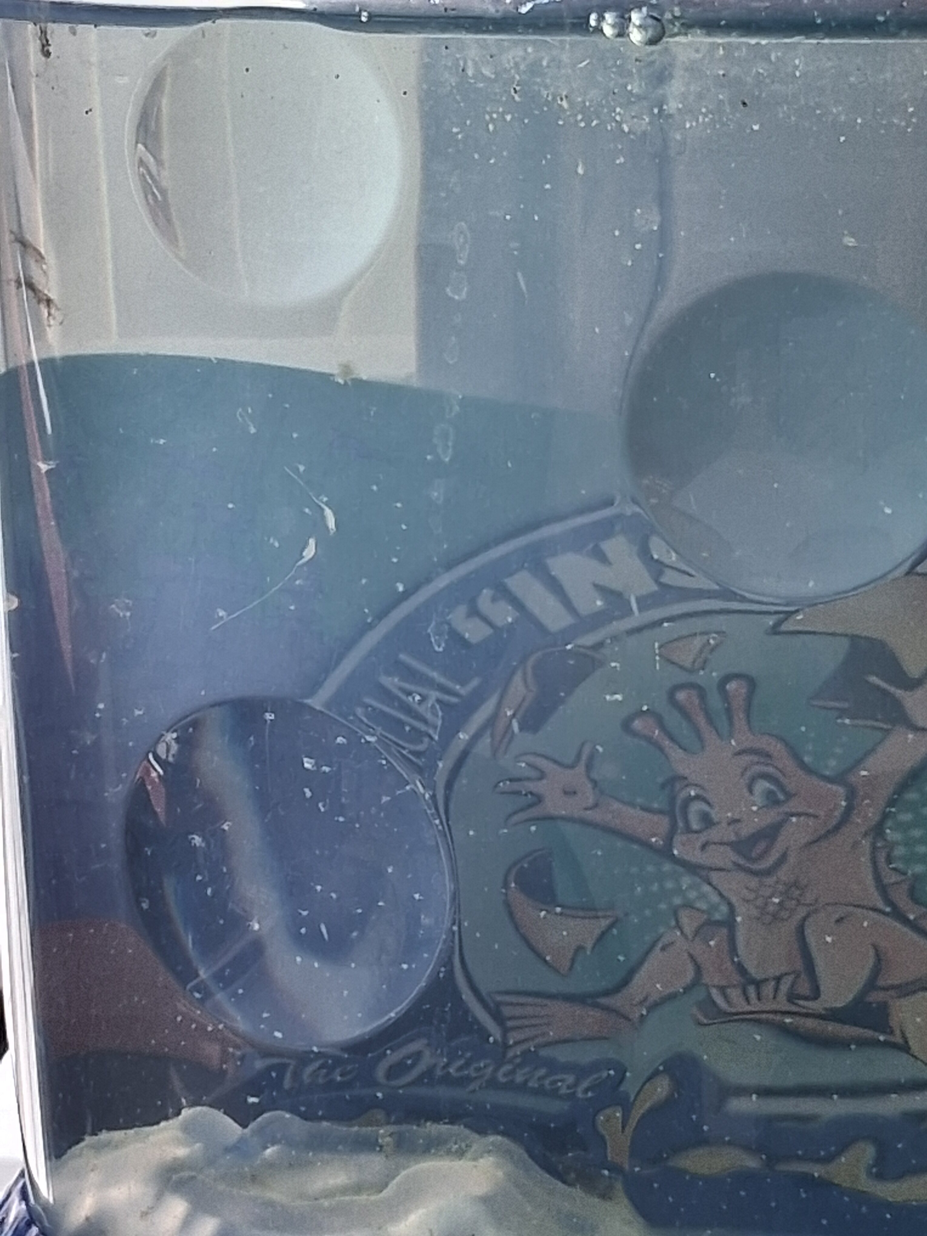 Close view through a Sea-Monkeys aquarium showing two pale juvenile brine shrimp suspended in the water