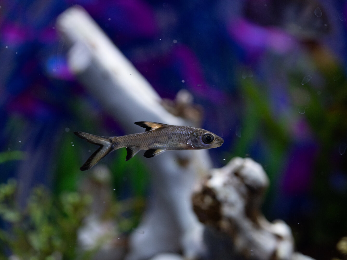 Juvenile bala shark in crisp side profile, with a silver body, deeply forked tail, and black-edged fins