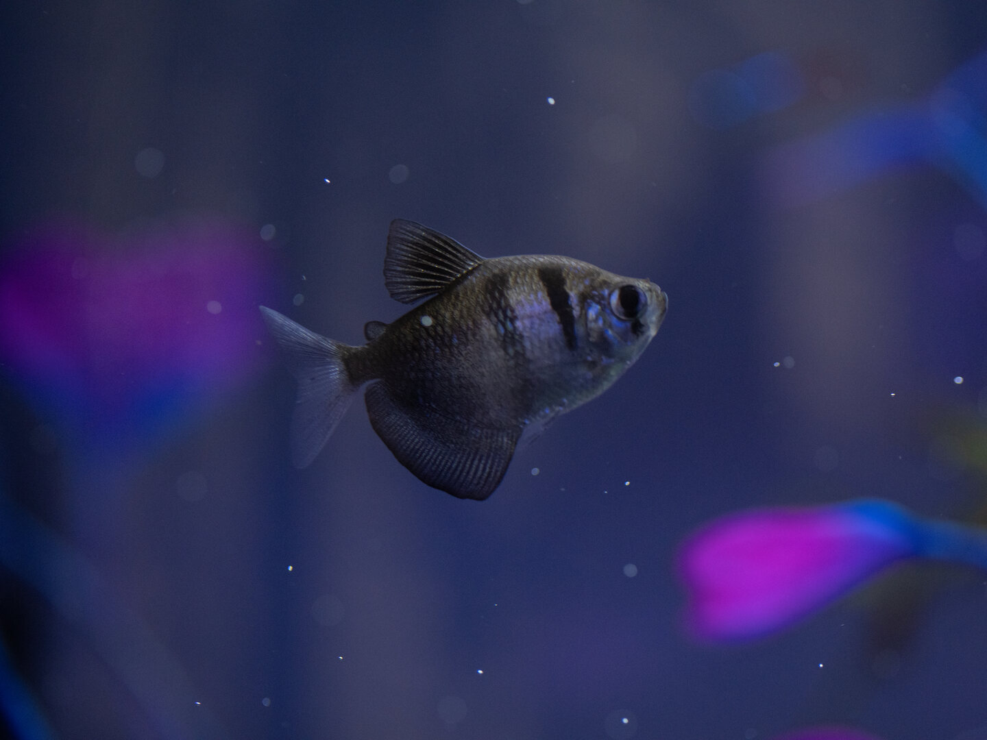 Black skirt tetra in side profile, showing two dark vertical bars and a broad black anal fin against a blue aquarium background