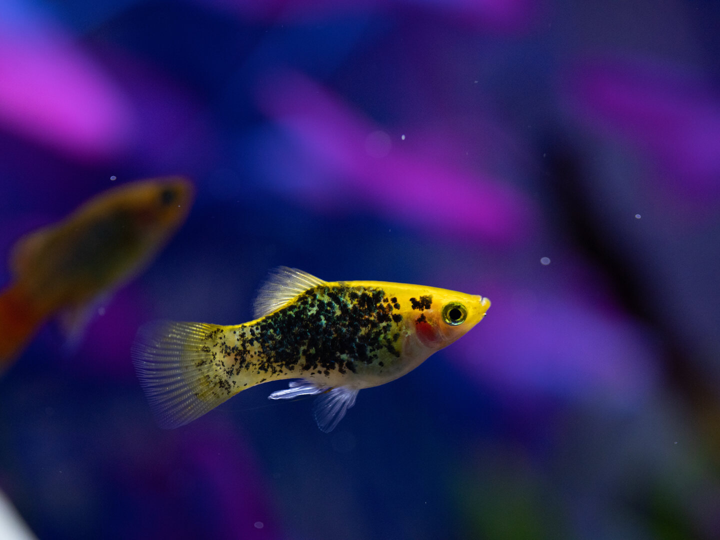 Yellow domestic molly with dense black marbling swimming in side profile against a blue-purple aquarium background