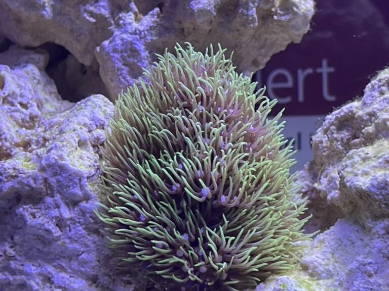 Dense colony of green star polyps extending slender fluorescent-green tentacles from aquarium rock under blue-purple lighting