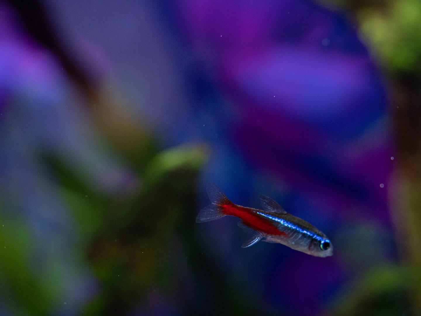 Neon tetra in side profile, marked by an iridescent blue stripe and a red band across the rear half of its body