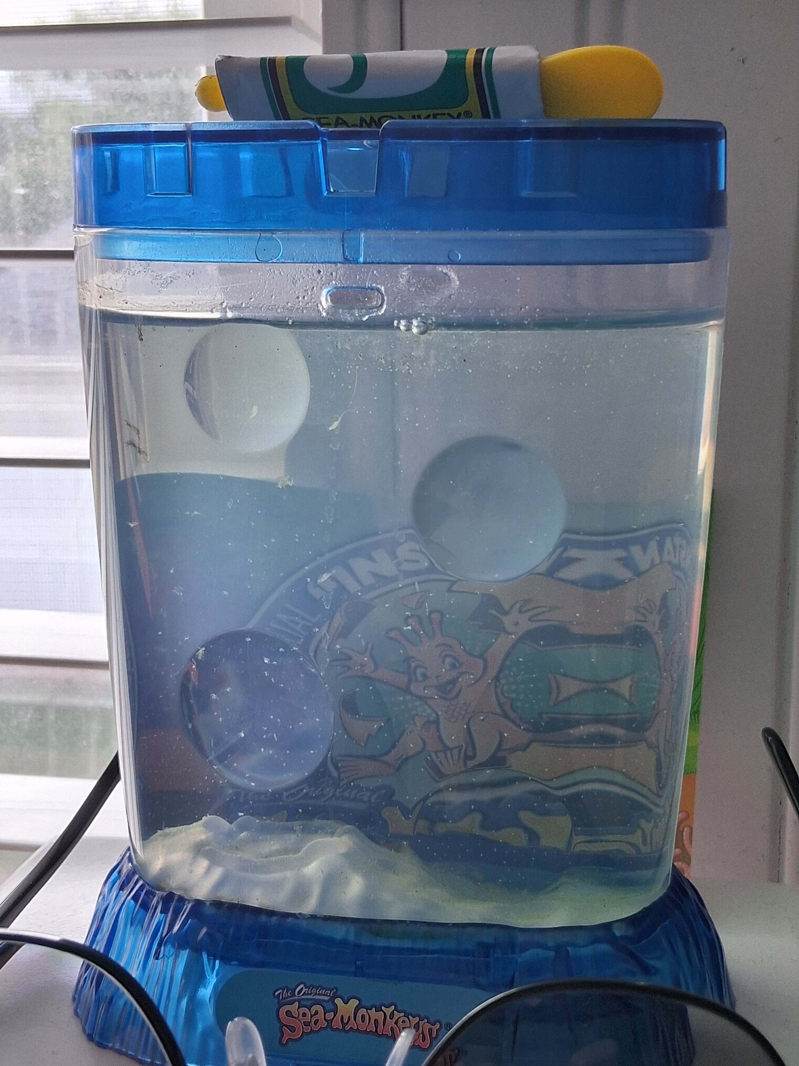 Original Sea-Monkeys aquarium positioned beside a bright window, with translucent brine shrimp visible in the water