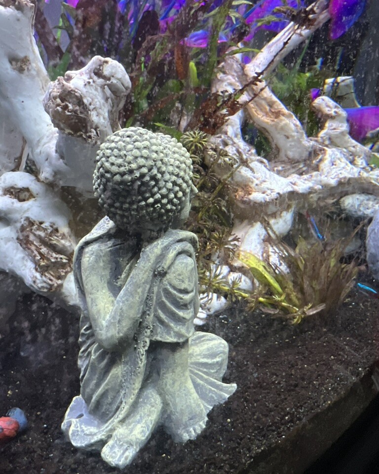 A small seated Buddha ornament among pale driftwood and plants, with neon tetras passing in the background