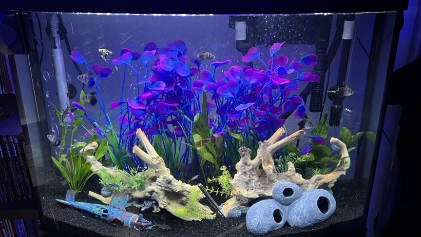 A bow-front freshwater community aquarium with purple plants, pale driftwood, dark substrate, and schooling fish