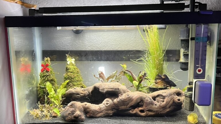 A compact planted freshwater aquarium with sculptural driftwood and a dark long-finned betta near the right glass