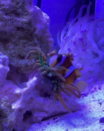 A clownfish nestled beside a green-tipped anemone between live rock and white sand