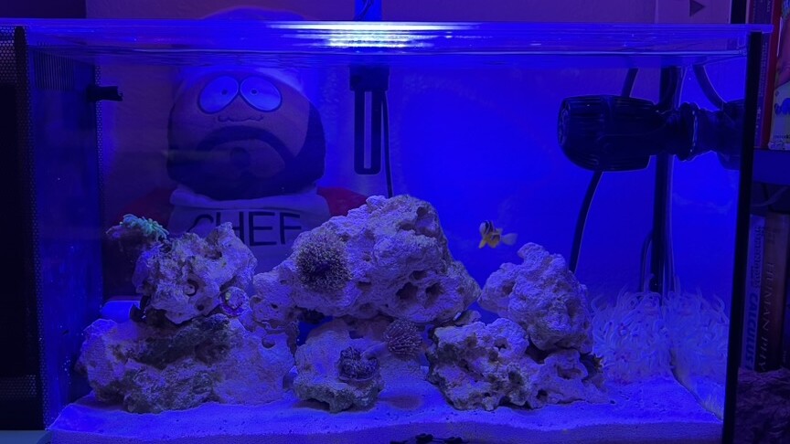 A blue-lit nano reef with live rock, corals, a small clownfish, and a pale anemone at the right