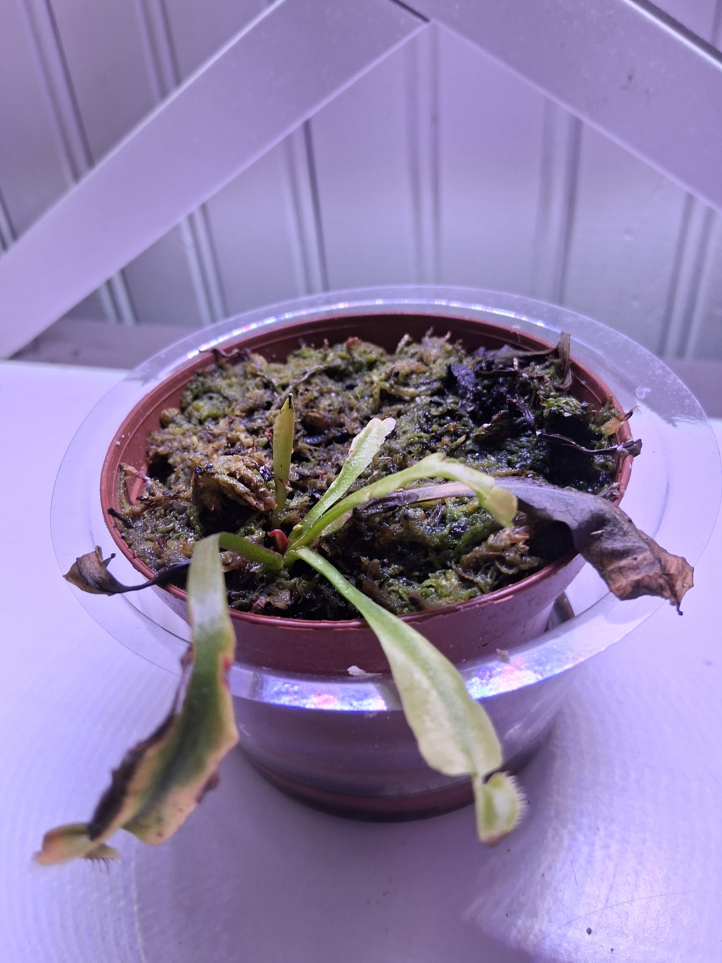 Close view of a Venus flytrap crown with small upright leaves emerging among older declining foliage