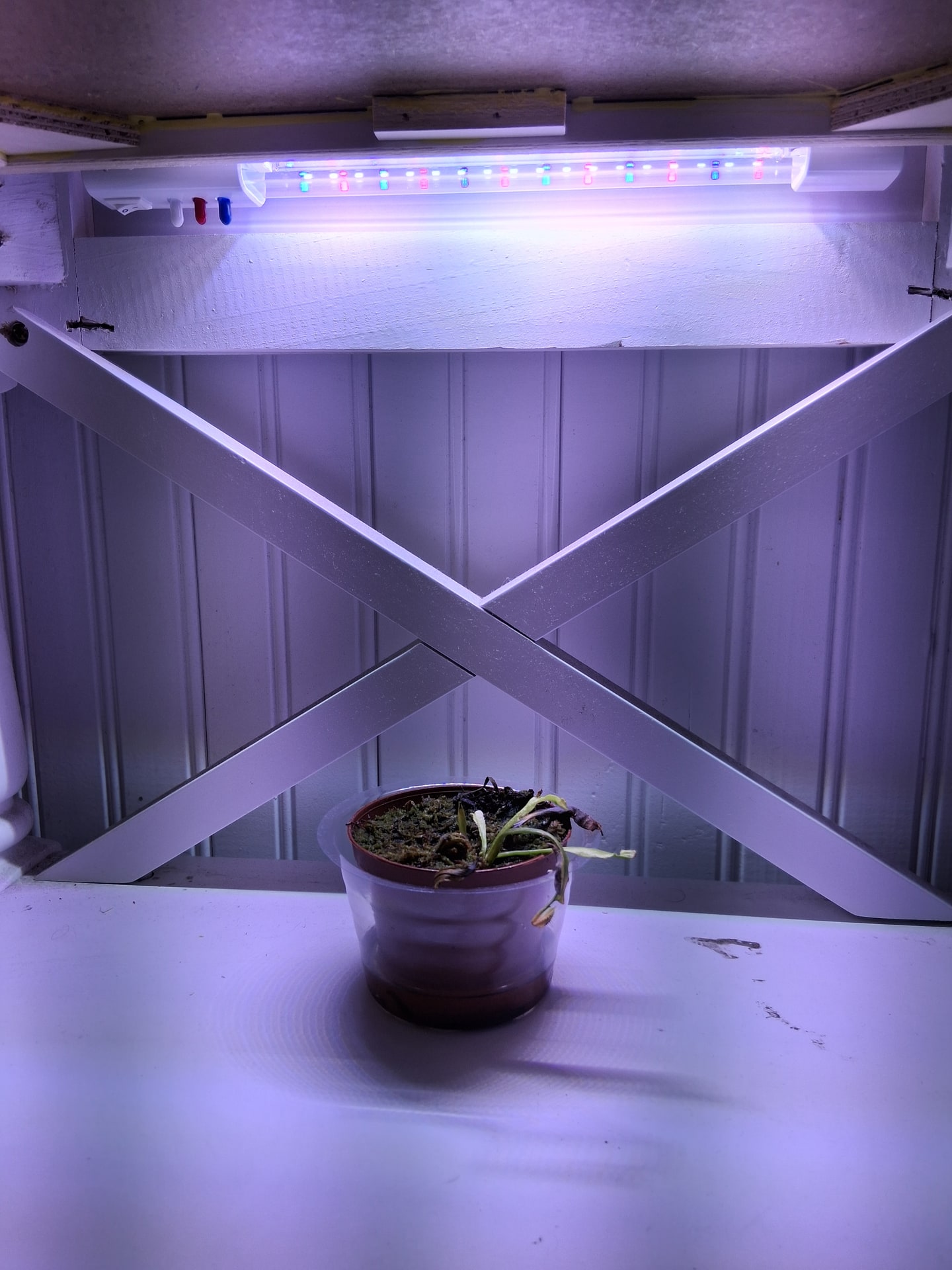 Venus flytrap centered below a compact supplemental LED mounted under a white furniture brace