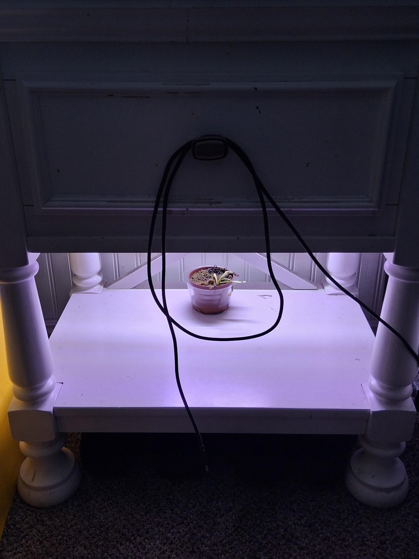 Improvised sober-living grow station with a Venus flytrap centered on the lower shelf beneath a repurposed white table