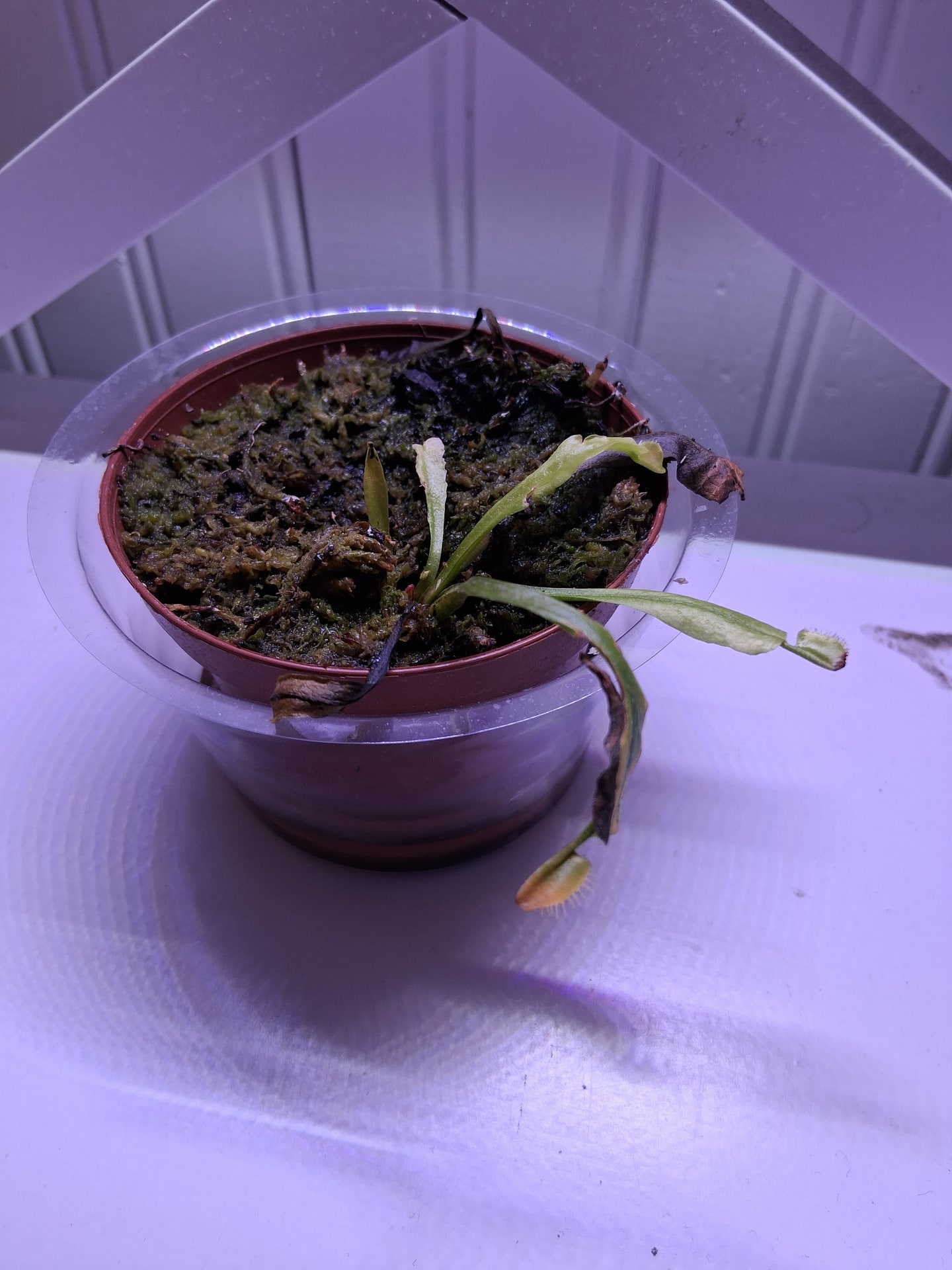 A recovering nursery-form Venus flytrap in wet sphagnum, with pale older leaves and firm new growth emerging from the center
