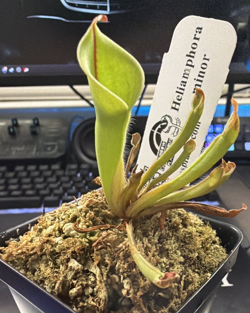 A young Heliamphora minor in sphagnum, with one tall lime-green pitcher edged in red and several smaller pitchers