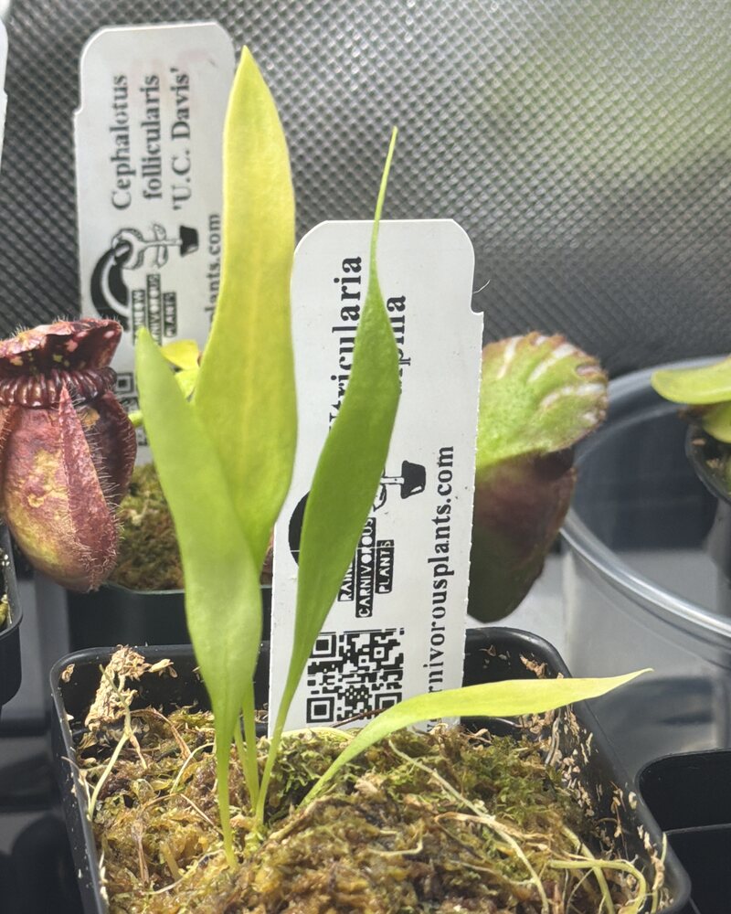 A young Utricularia alpina with upright, lance-shaped leaves growing in wet sphagnum among other carnivorous plants