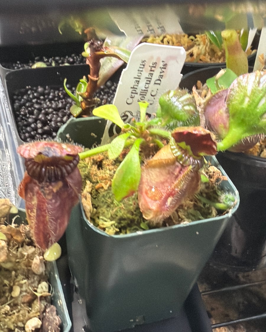 Cephalotus follicularis with red-green pitchers growing in a square nursery pot