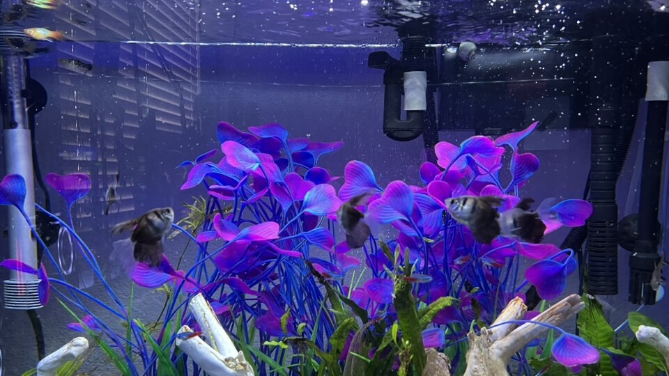Dark-bodied tetras and small schooling fish swimming among purple aquarium plants and pale driftwood