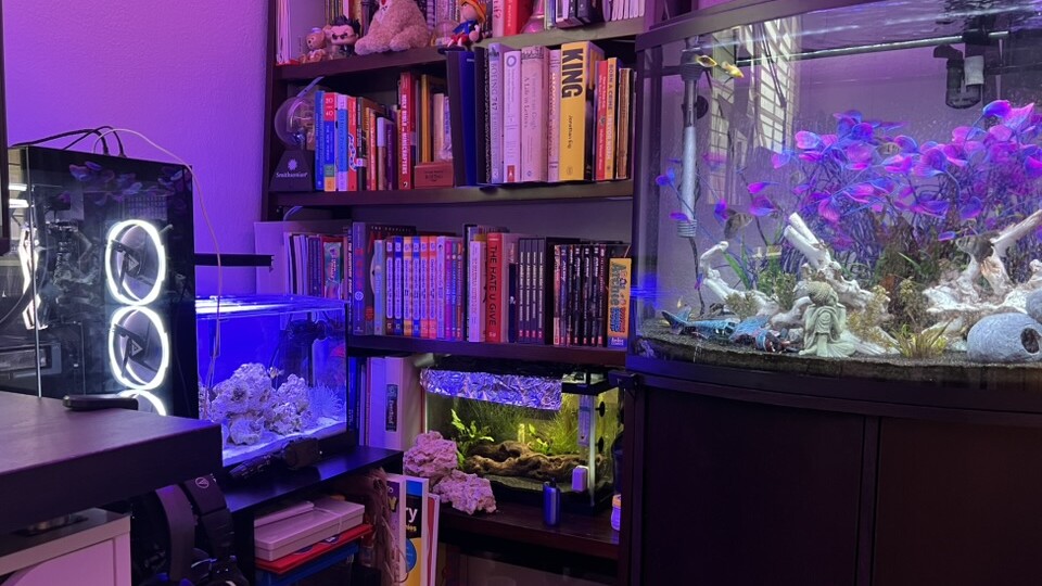 A purple-lit study with bookshelves, a desktop computer, and three illuminated aquariums