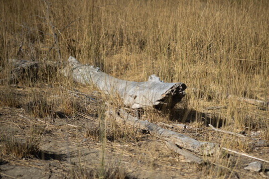 A dark raptor perched low among weathered logs and tall dry grass