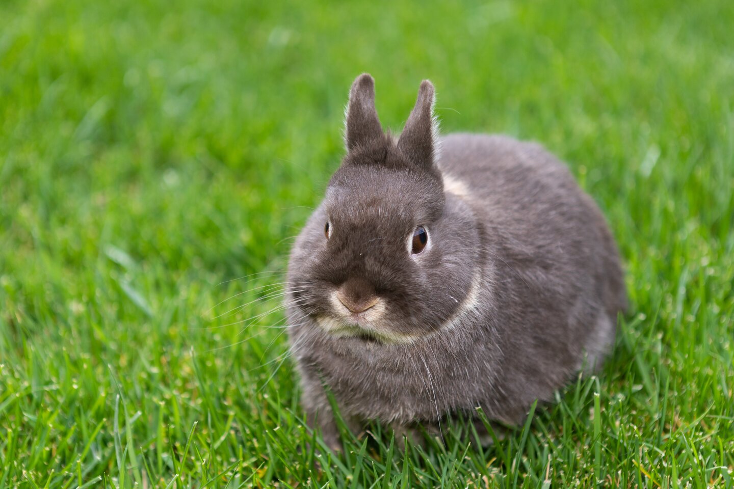 A small gray rabbit sitting alert on vivid green grass