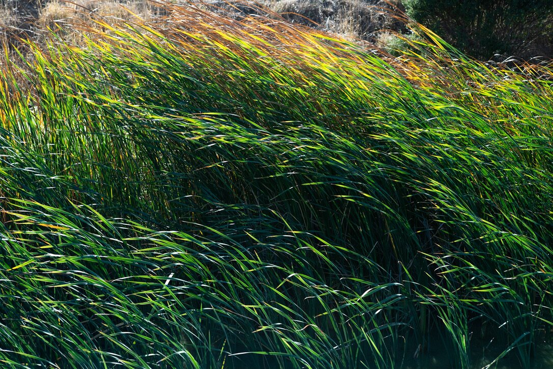 Long green and amber grasses bent together by the wind
